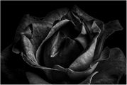 Phil Harbord - Dark Rose